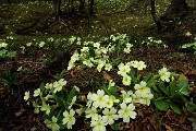 31 Primule gialle (Primula vulgaris)